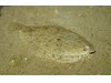 Photo of Citharichthys stigmaeus